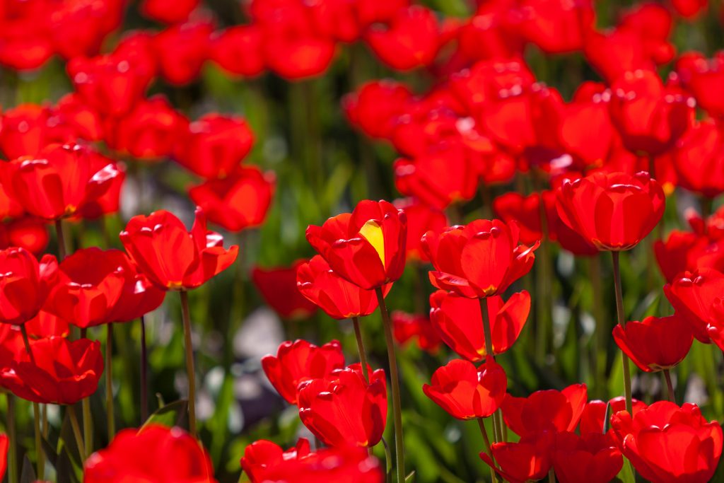 Skagit Valley tulip festival